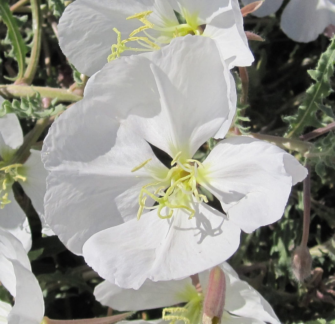 Organic White Oenothera Flower Seeds for Planting – Heirloom, Non-GMO