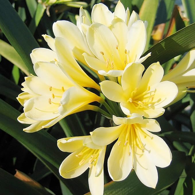 yellow dark flower seeds