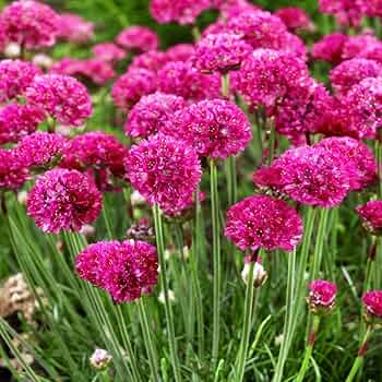 Armeria Maritima (Sea Thrift) Flower Seeds for Planting – Heirloom, Non-GMO, High Germination Seeds for Rock Gardens & Borders