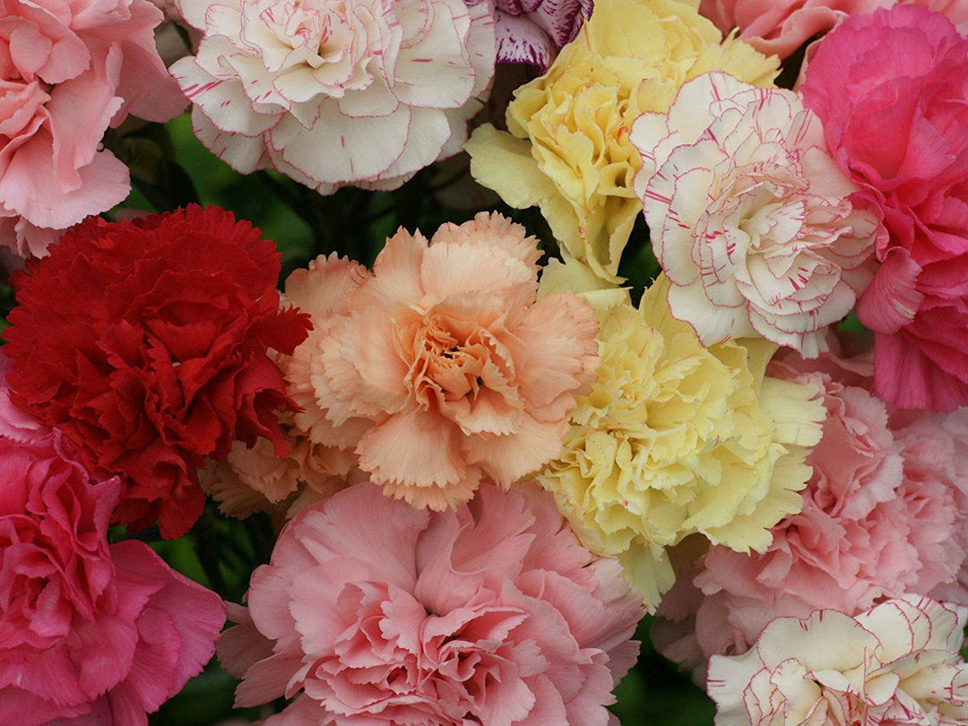 violet carnation flower seeds