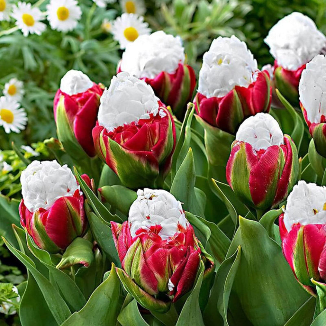 tulip flower flower seeds