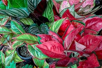 Aglaonema Flower Seeds for Planting, Healthy and Vibrant, 100 pcs