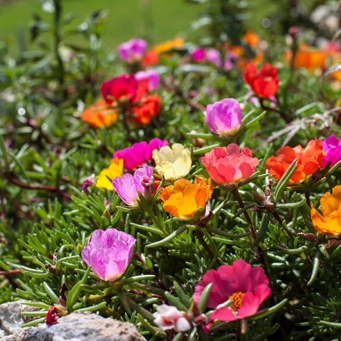 rose rosa flower seeds