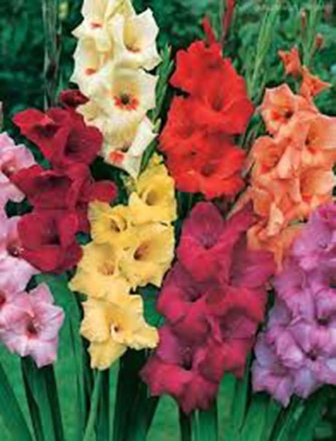 gladiolus mixed flower seeds