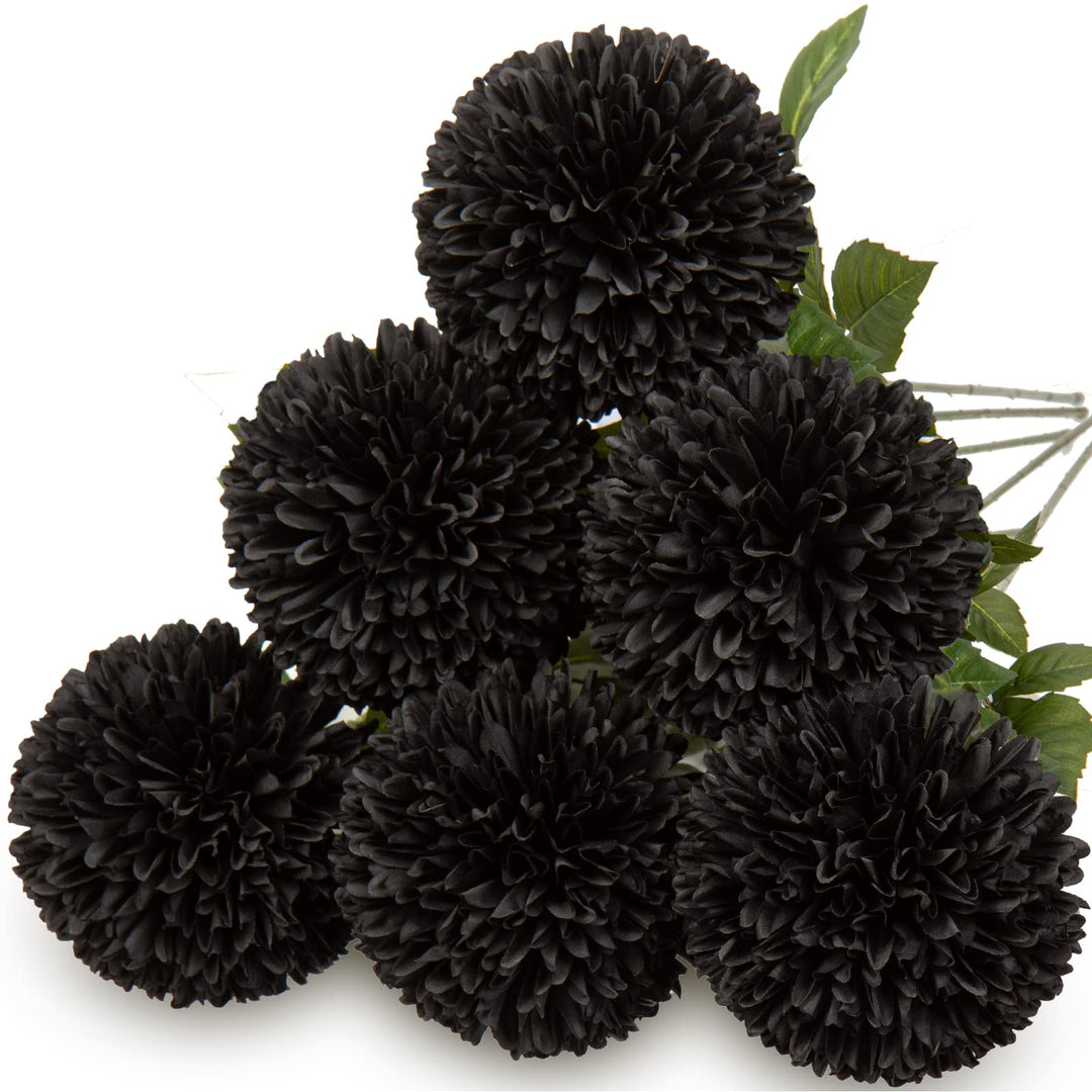 black chrysanthemum flower seeds
