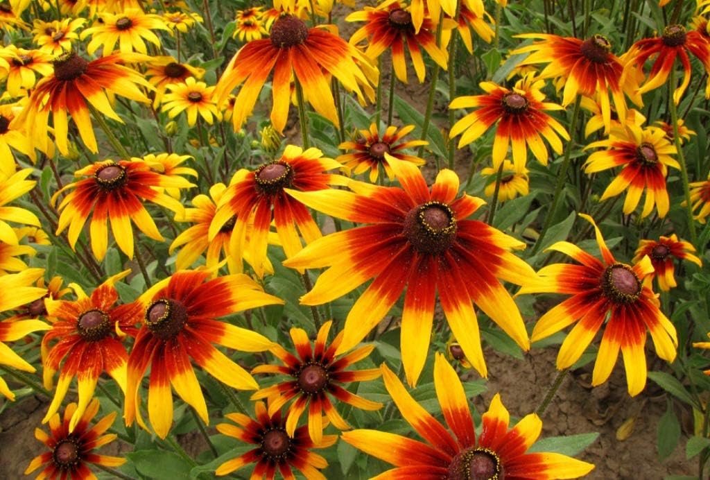 gloriosa daisy flower seeds