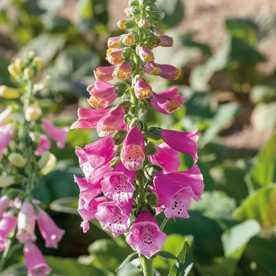 dwarf foxglove flower seeds