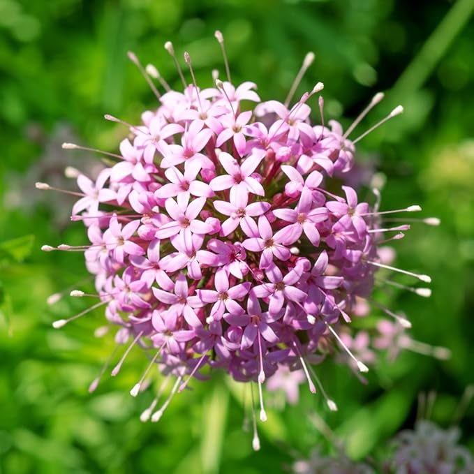 pink organic flower seeds