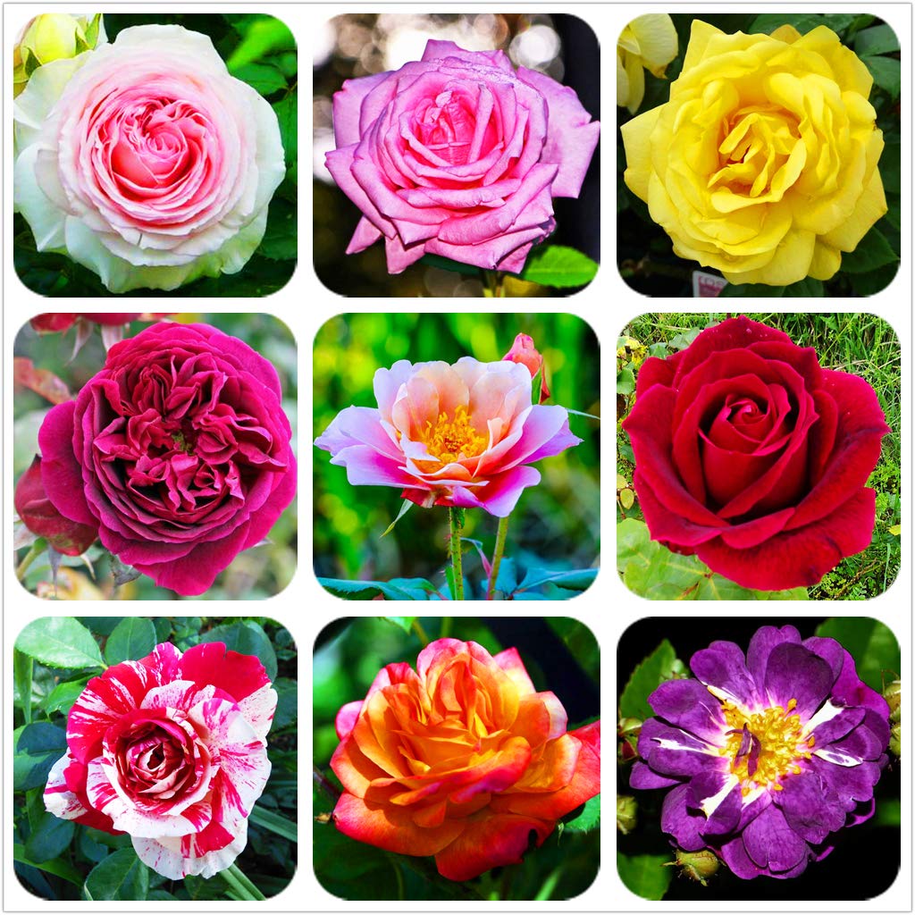 Mixed Rose Flower Seeds - 100 pcs