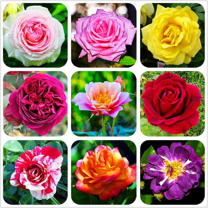 Fresh Mixed Colour Rose Flower Seeds for Planting,100 pcs