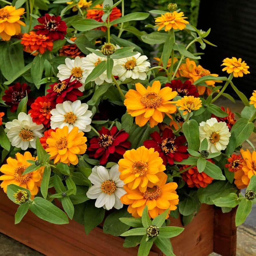 white zinnia flower seeds