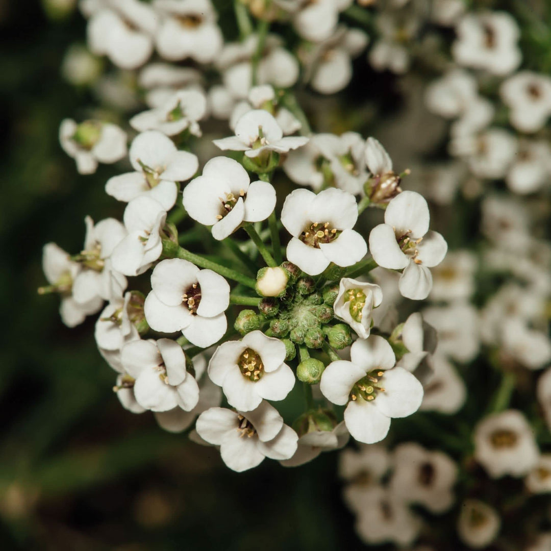 alyssum lobularia flower seeds