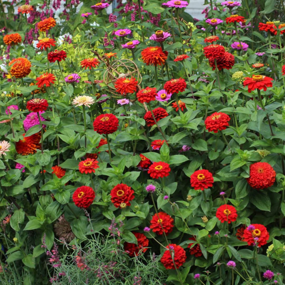 Lyserøde Zinnia Blomsterfrø til udplantning 100 stk