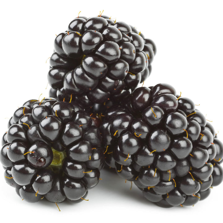 Dewberry eller BlackBerry Plantefrø til udplantning - 100 stk