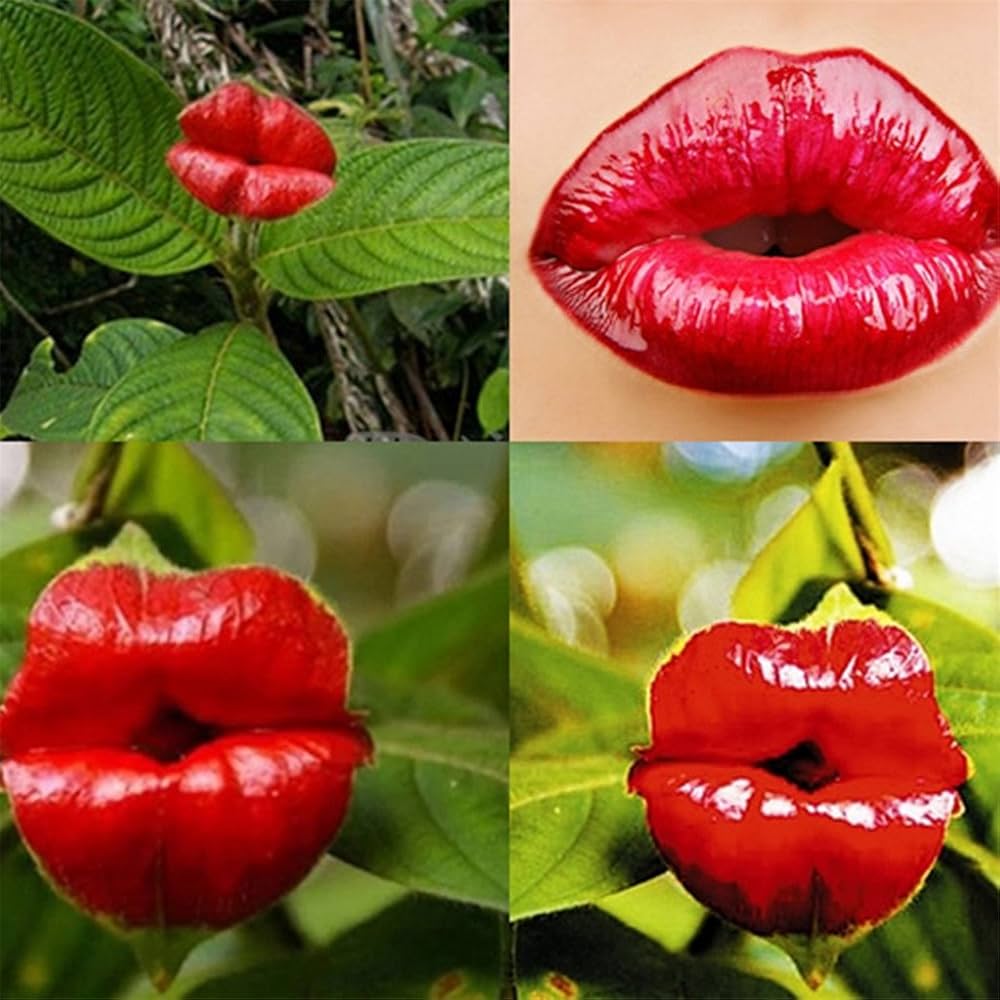 red blazing flower seeds