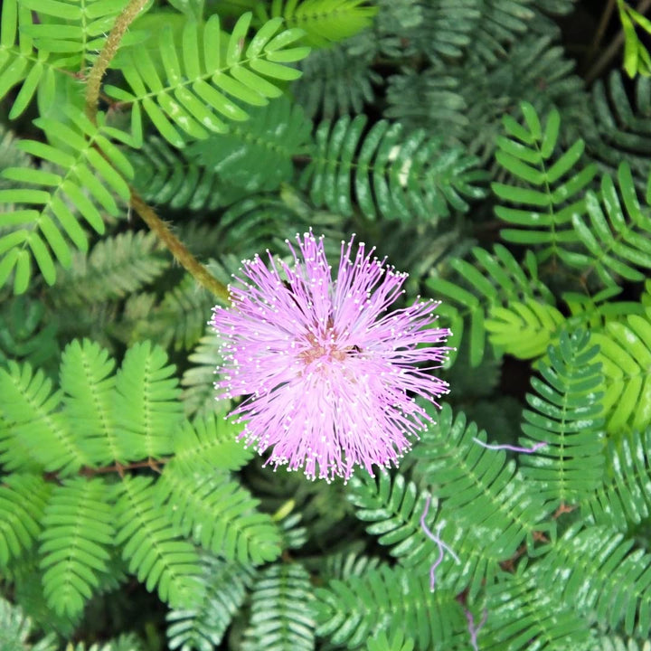 Blandede Mimosa Pudica plantefrø til plantning 100 stk