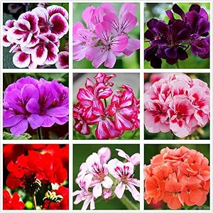 geranium mix flower seeds