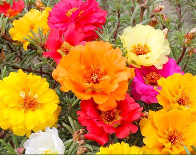 rose rosa flower seeds