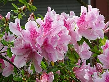 Baby Pink Azalea Blomsterfrø til udplantning - 100 stk