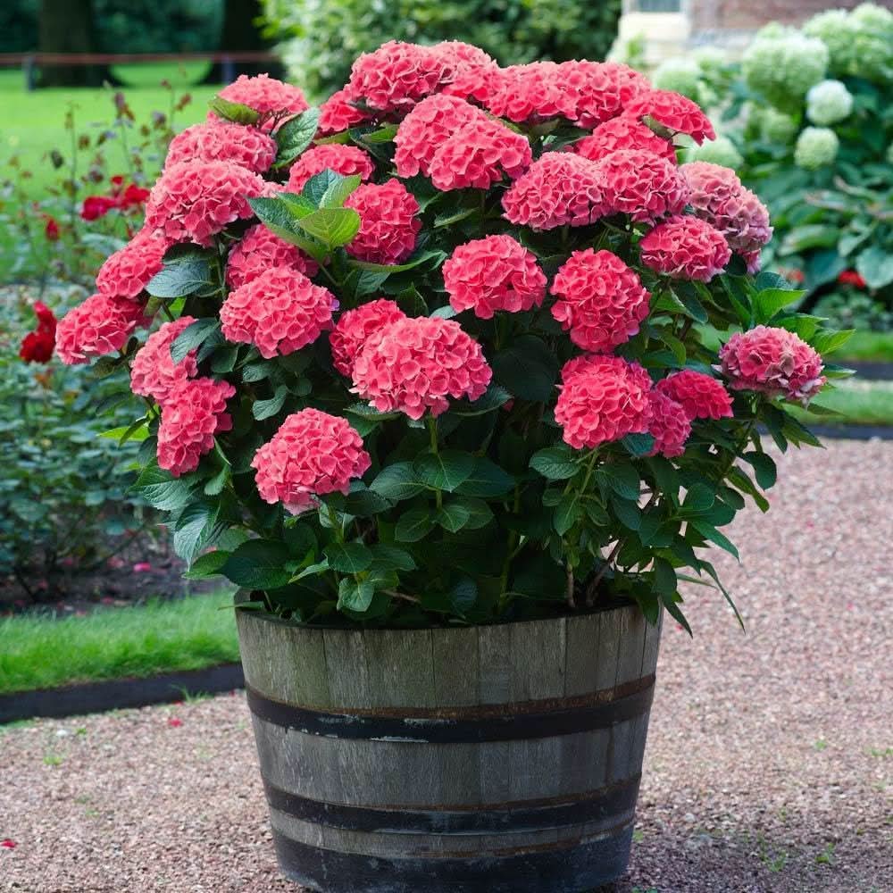 red hydrangea flower seeds