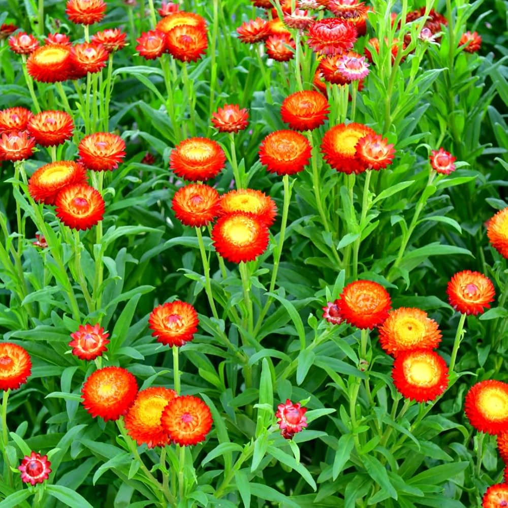strawflowers helichrysum flower seeds