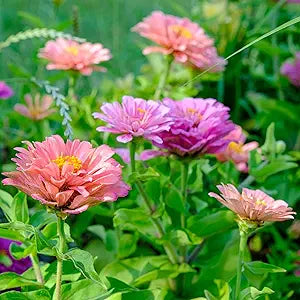 zinnia art flower seeds