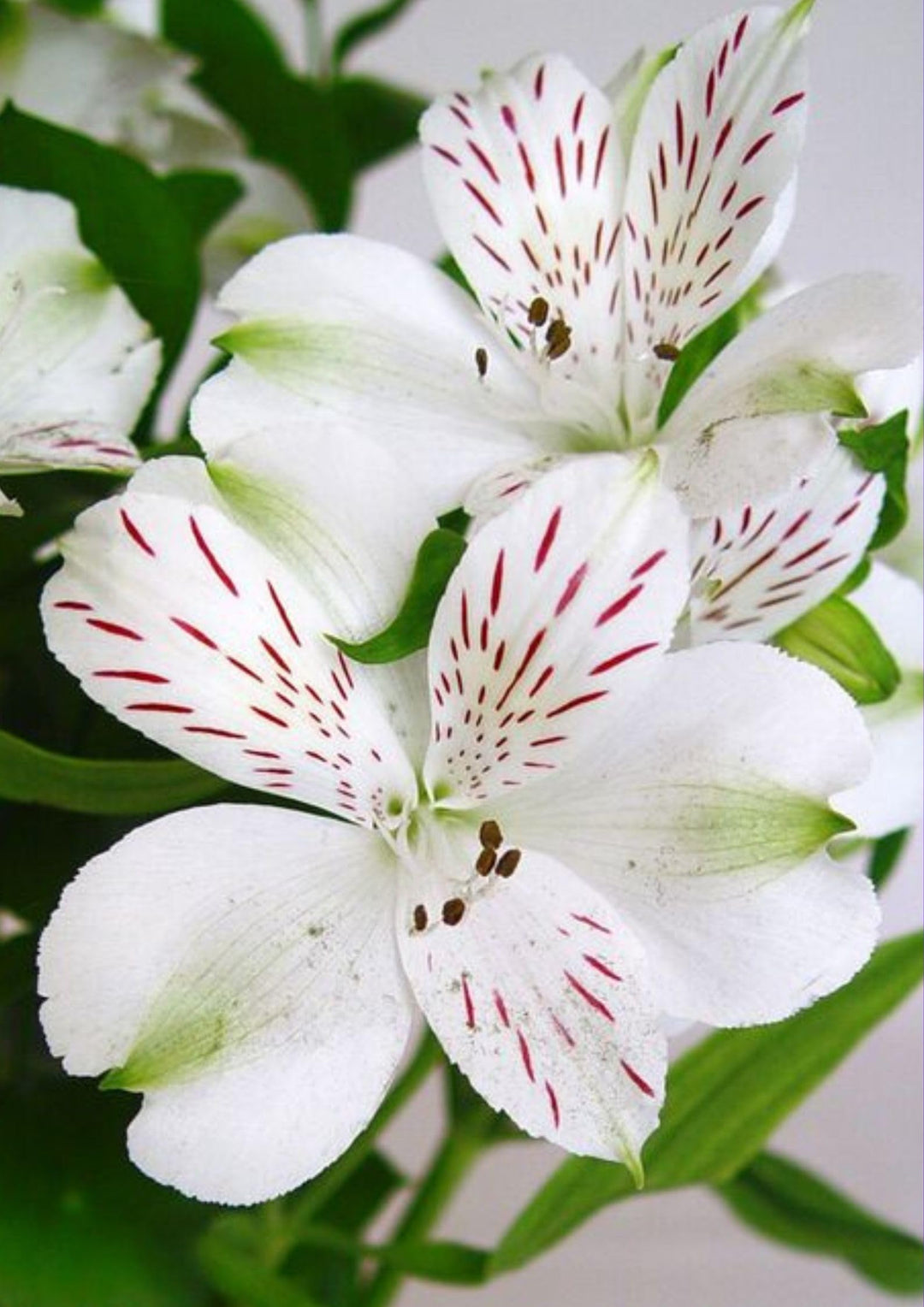 Hvide Alstroemeria blomsterfrø til plantning - 100 stk