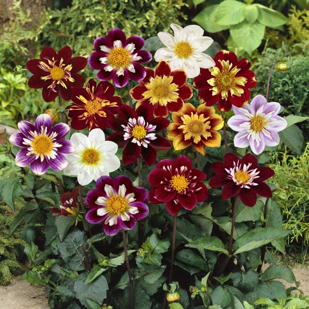 dahlia dandy flower seeds