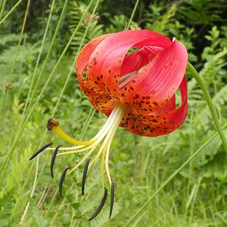 lilium superbum flower seeds