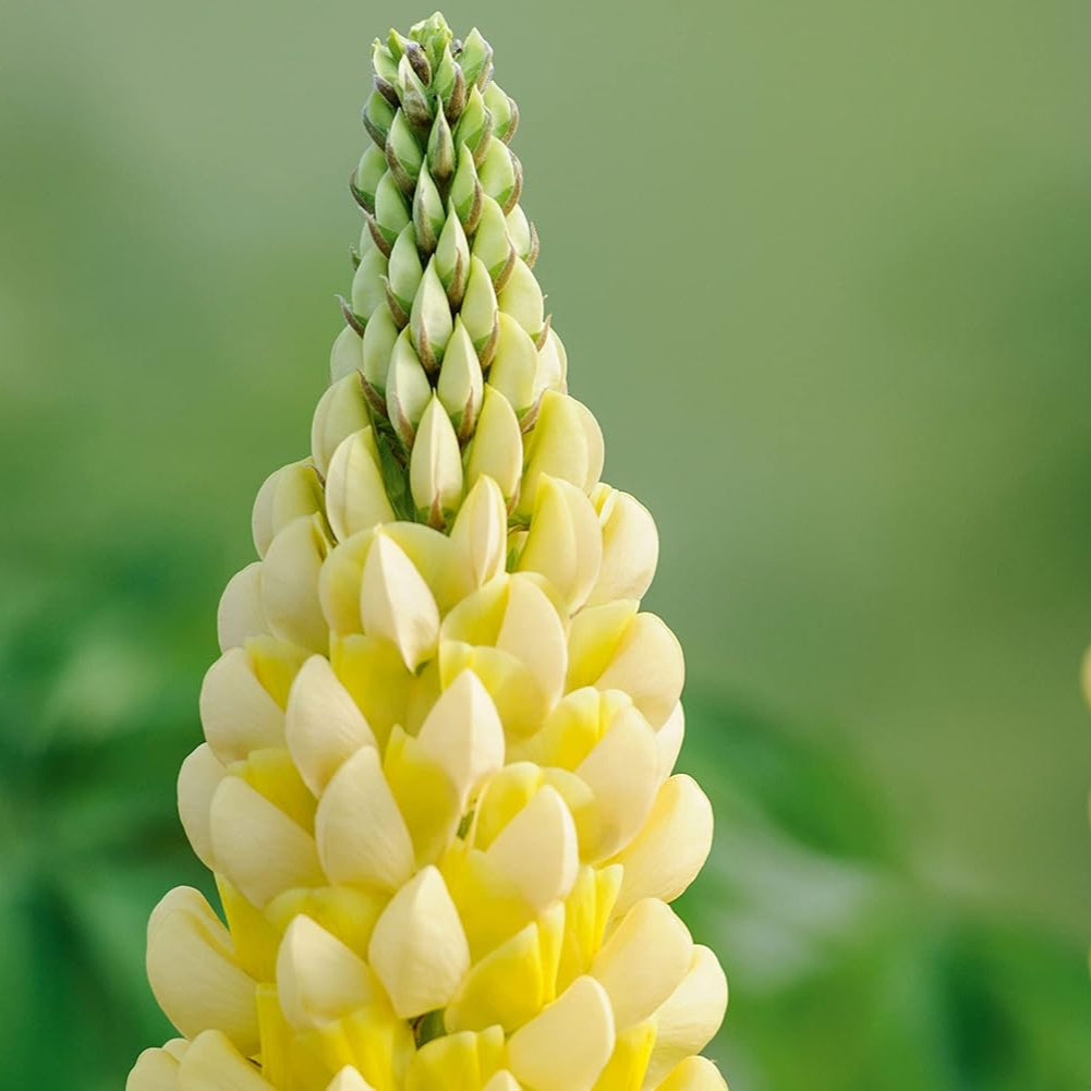 Flower Seeds, Seeds for Planting, Plant Seeds
