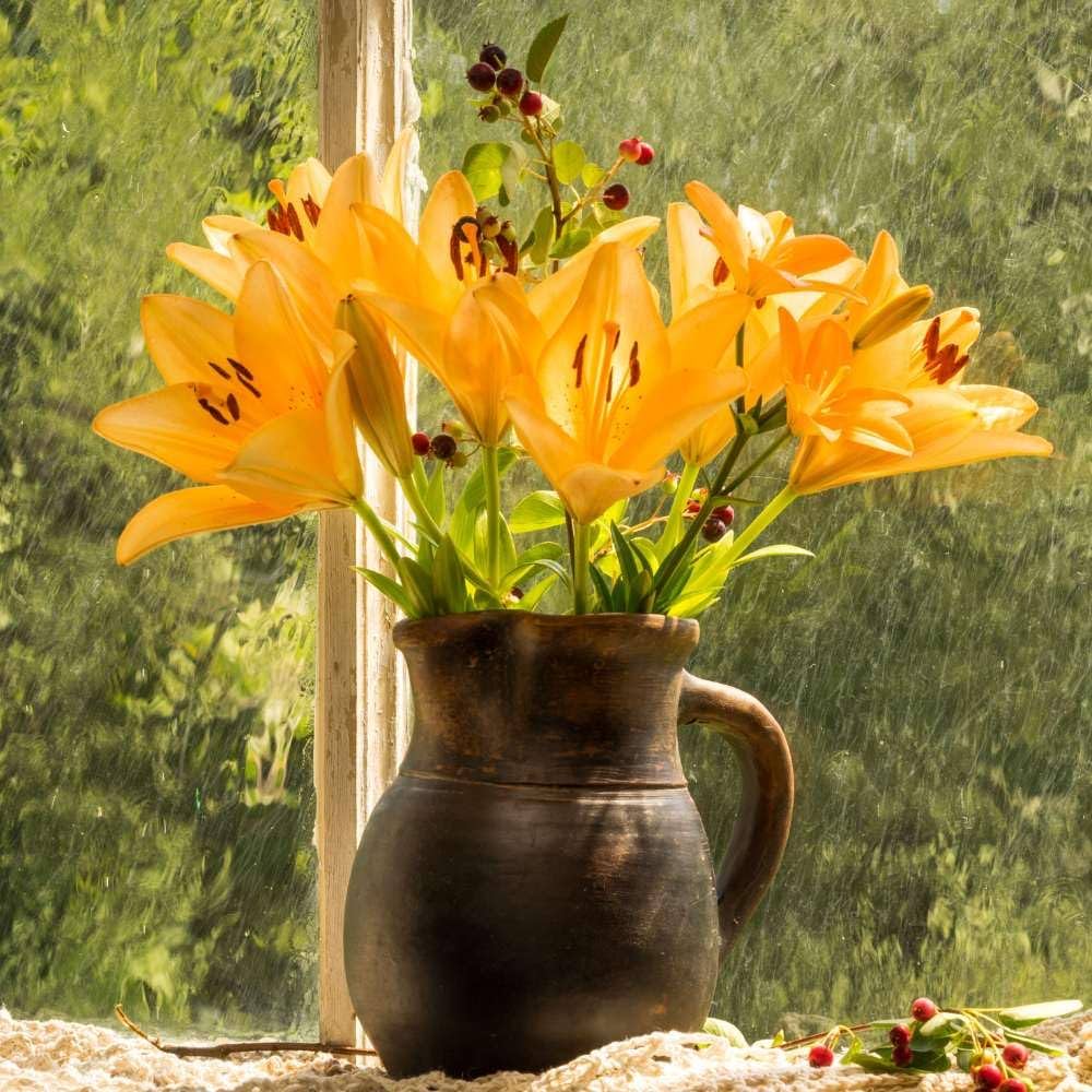 double lily flower seeds