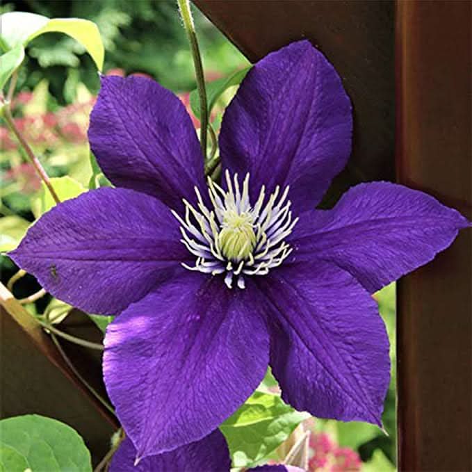 clematis climbing flower seeds