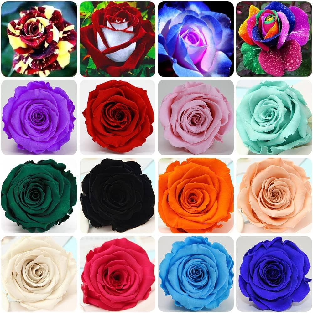 Fresh Mixed Colour Rose Flower Seeds for Planting,100 pcs