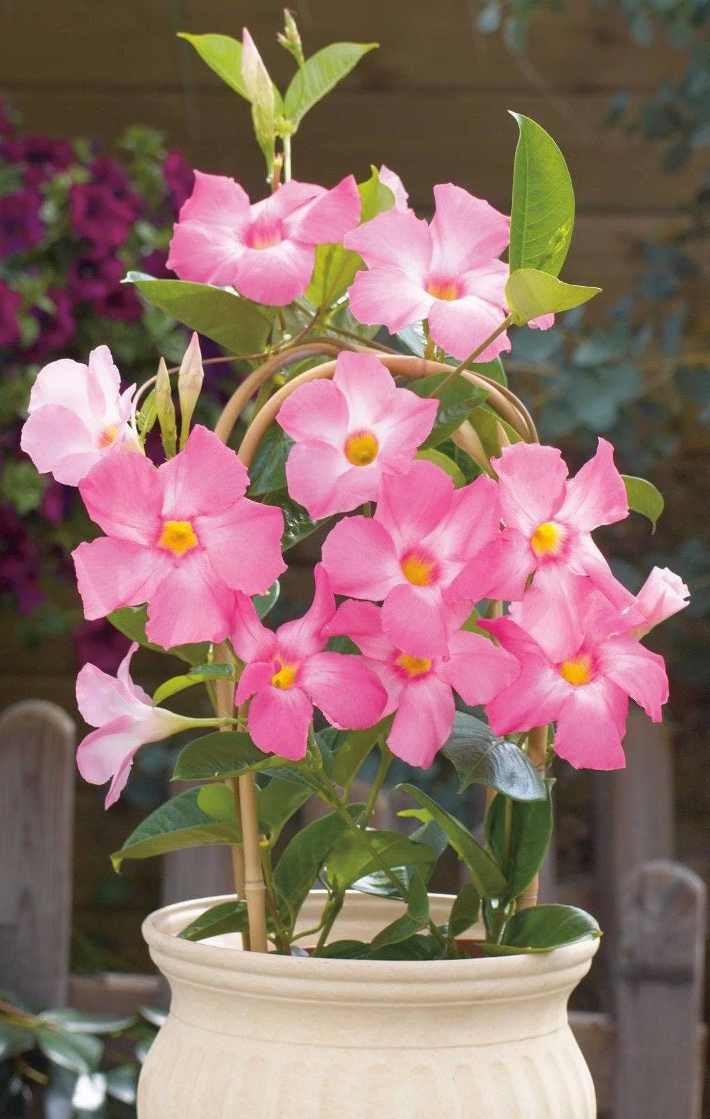 Mandevilla Sanderi Pink White Flower Seeds for Planting - Beautiful Flowers for Home Garden, Heirloom Seeds