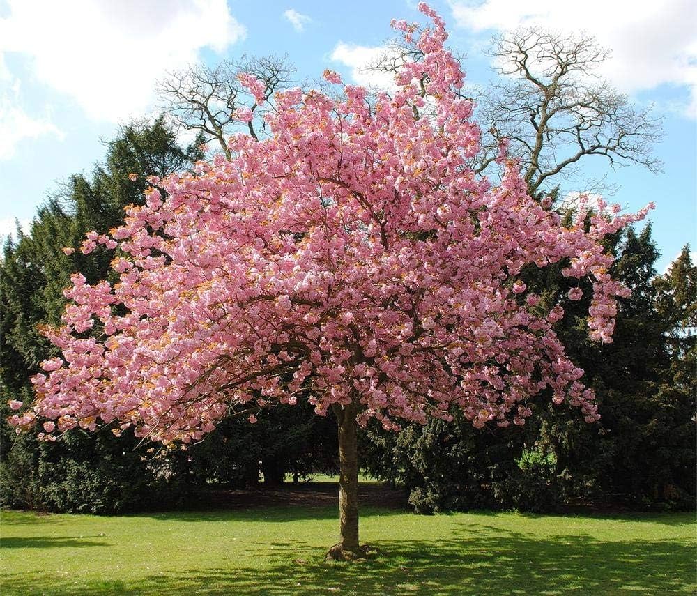 cherry blossom flower seeds