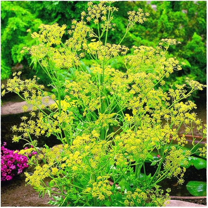 Fragrant Herb Dill Edible Flower Flower Seeds Home Garden Planting, Decorative Organic Blooming