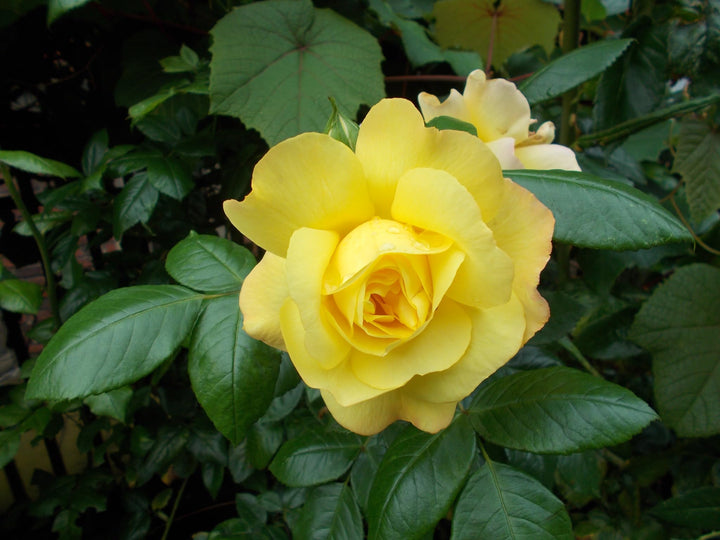 Pale Yellow Unique Rose Flower Seeds for Planting – Heirloom Non-GMO, Easy to Grow Organic Garden Seeds