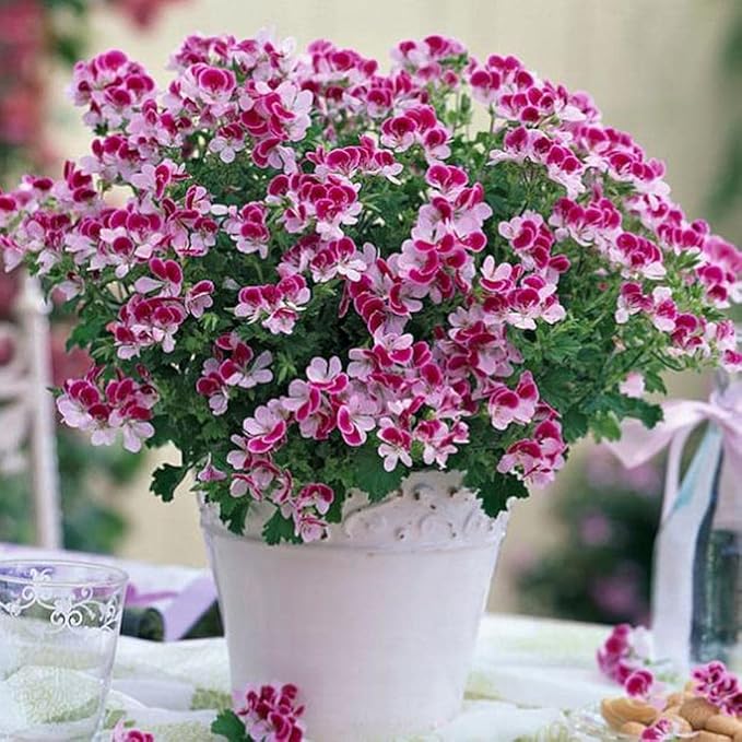 Fresh Geranium Flower Seeds for Planting, White Purple 100 pcs