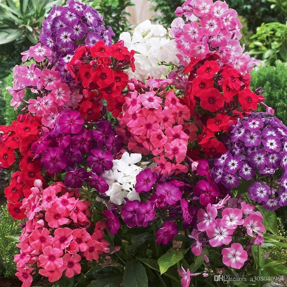 phlox phlox flower seeds