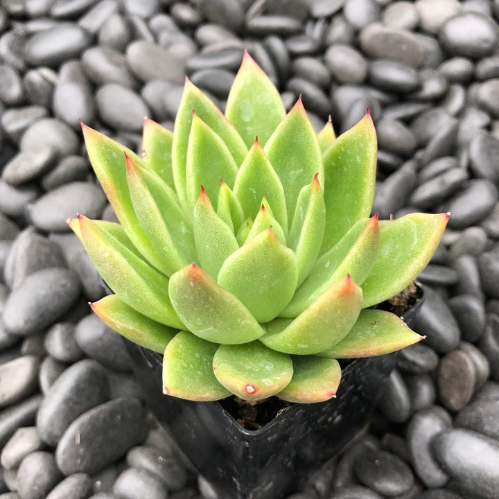 Flower Seeds, Seeds for Planting, Plant Seeds