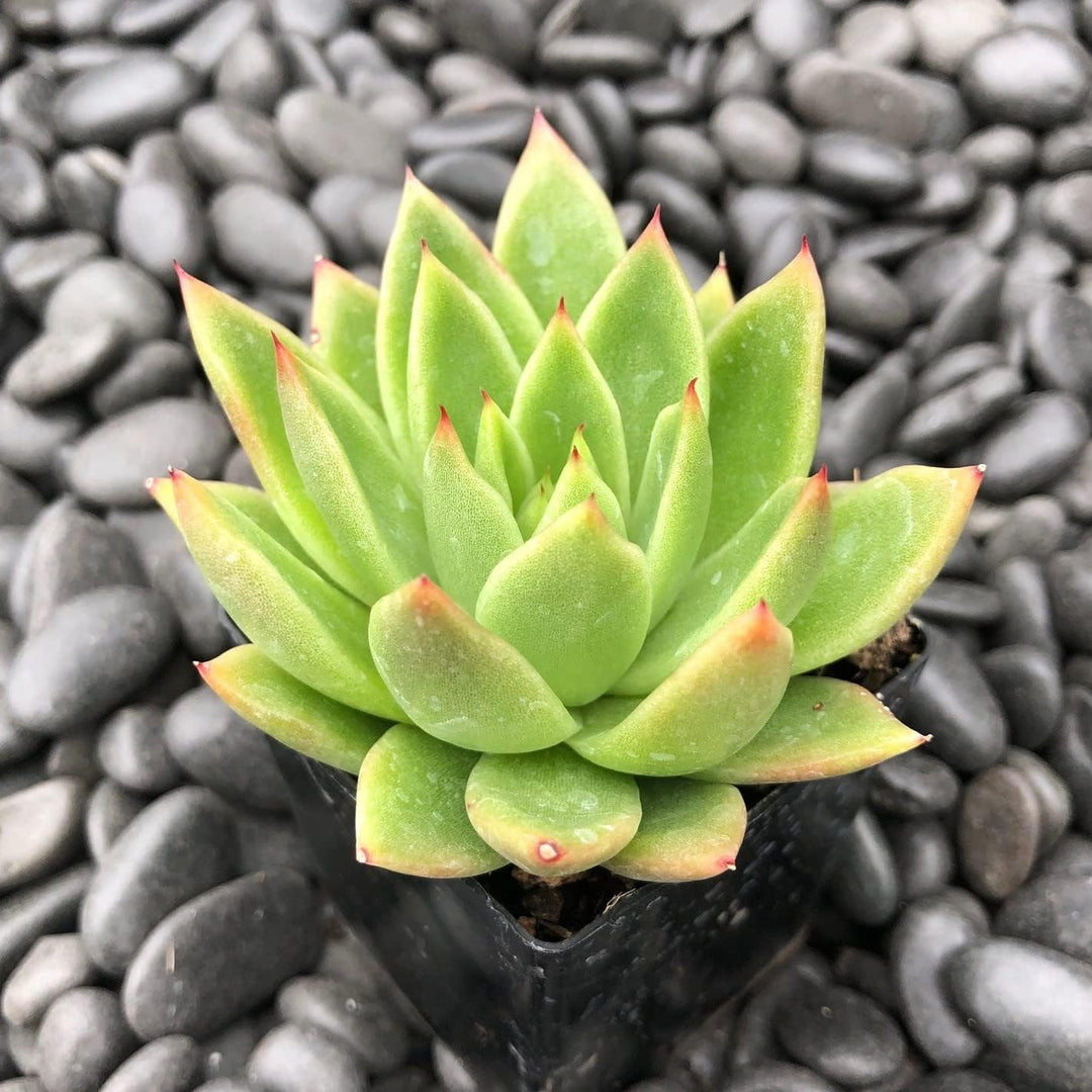 organic semillas flower seeds