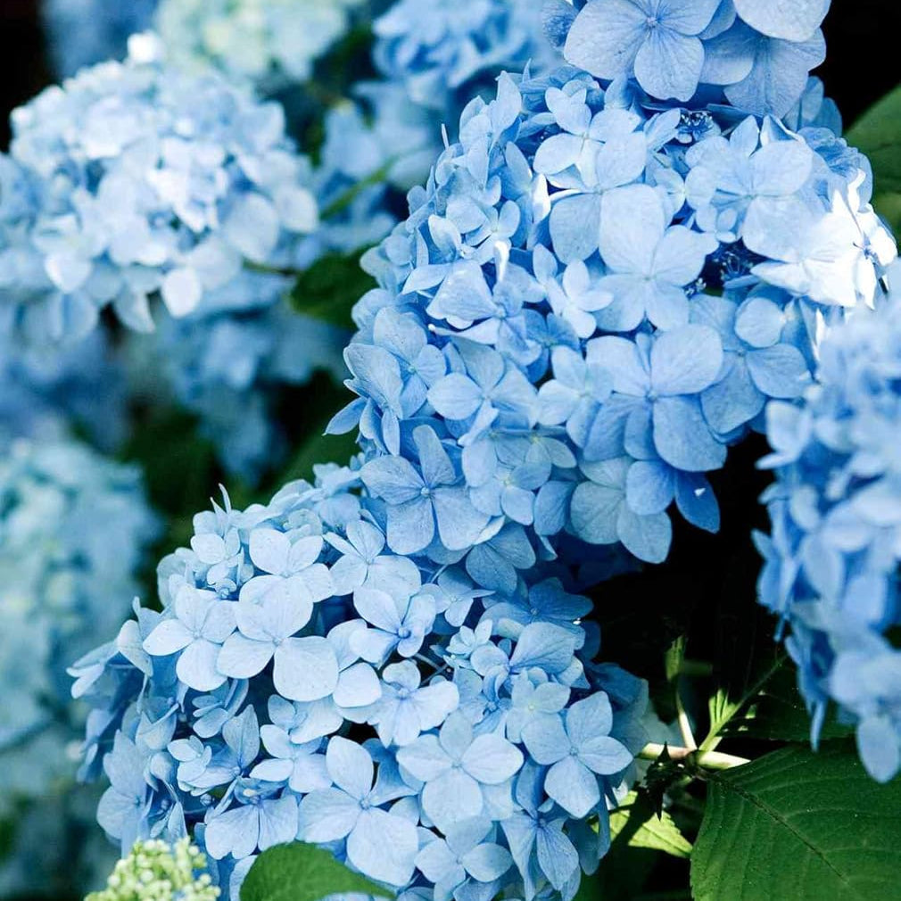 blue heirloom flower seeds
