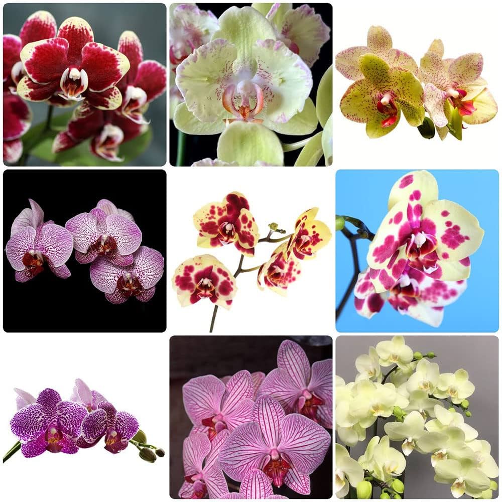 Mixed Phalaenopsis Orchid Flower Seeds for Planting – Heirloom, Non-GMO, High Germination Organic Orchid Seeds