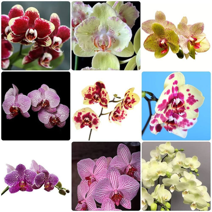 Mixed Phalaenopsis Orchid Flower Seeds for Planting – Heirloom, Non-GMO, High Germination Organic Orchid Seeds