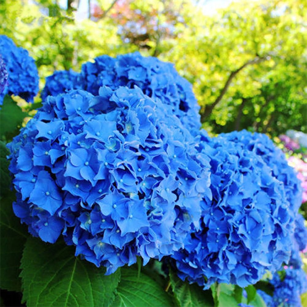 Dybblå hortensia blomsterfrø til plantning - 100 stk