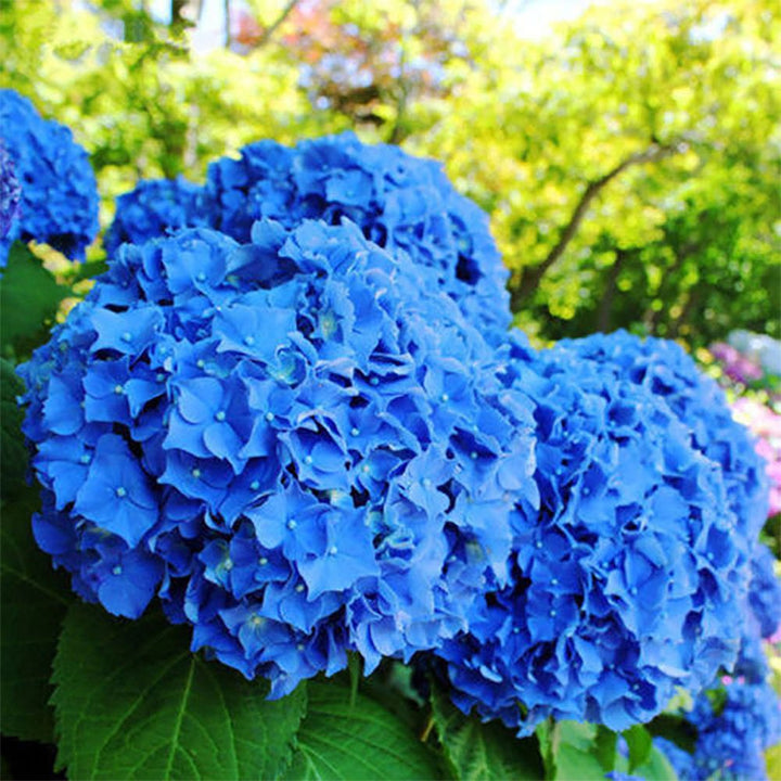 Deep Blue Hydrangea Flower Seeds for Planting - 100 pcs