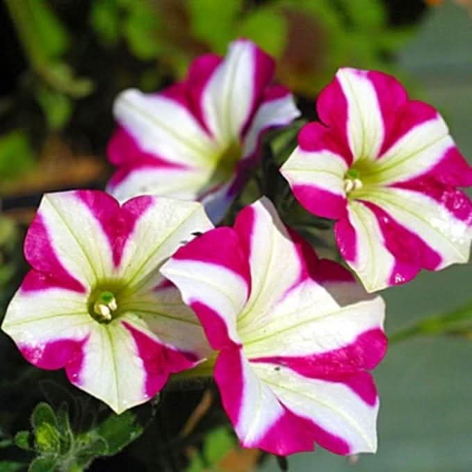 petunia mixed flower seeds