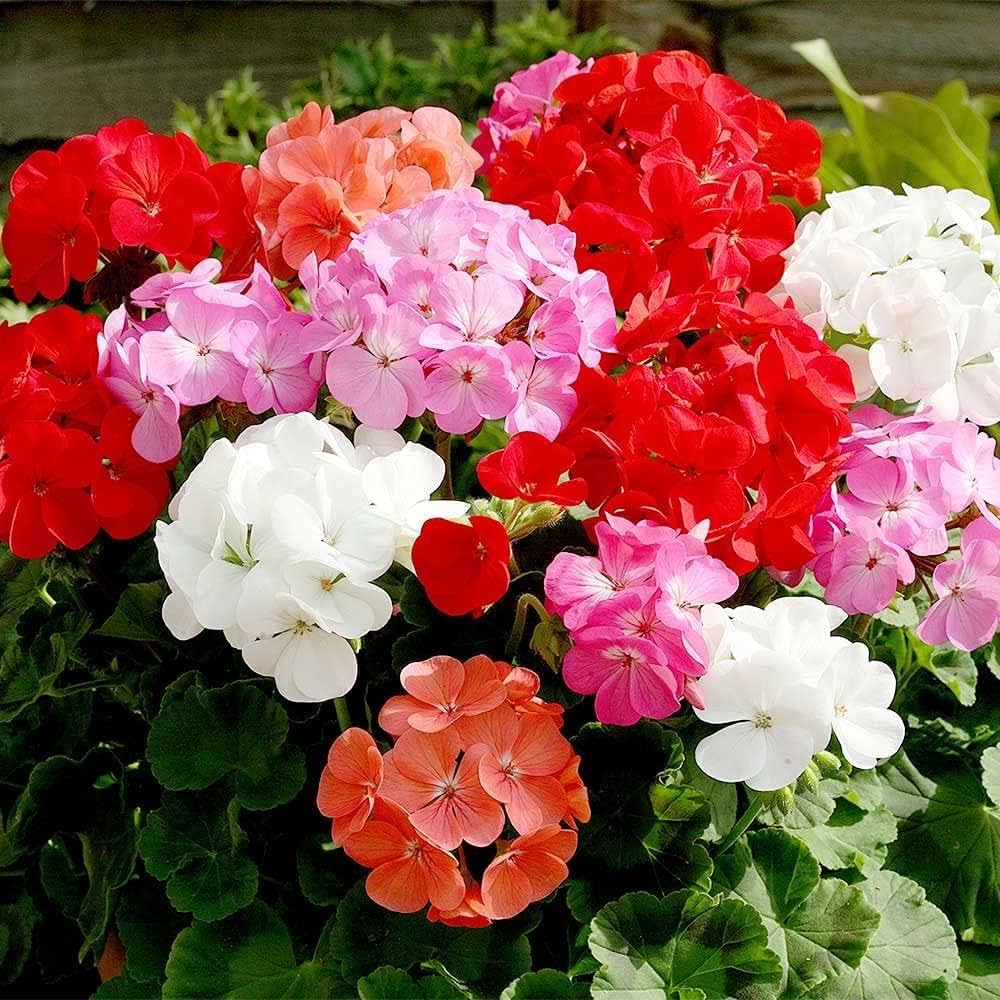 Mixed-Leaf Geranium Heirloom Non-GMO Seeds for Planting – High Germination Organic Garden Seeds