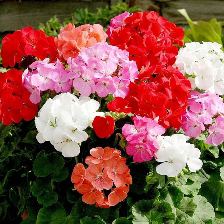 Mixed-Leaf Geranium Heirloom Non-GMO Seeds for Planting – High Germination Organic Garden Seeds