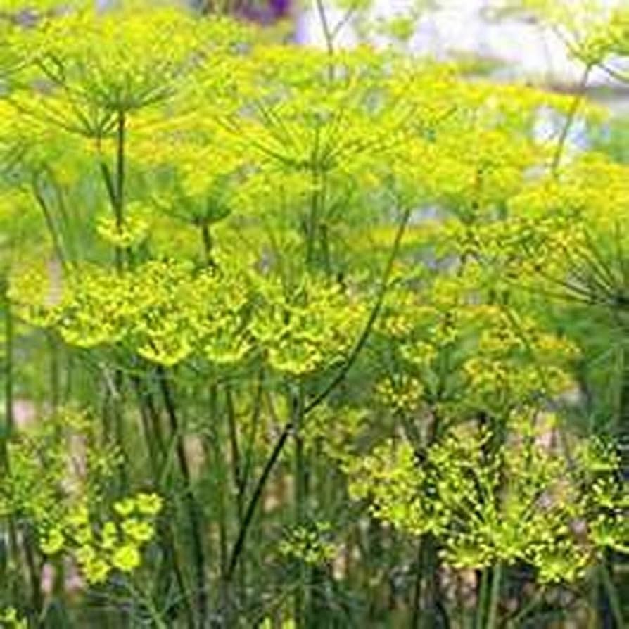 fennel foeniculum flower seeds